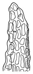Dicranella cardotii, leaf apex. Drawn from A.J. Fife 8302, CHR 459773.
 Image: R.C. Wagstaff © Landcare Research 2018 
